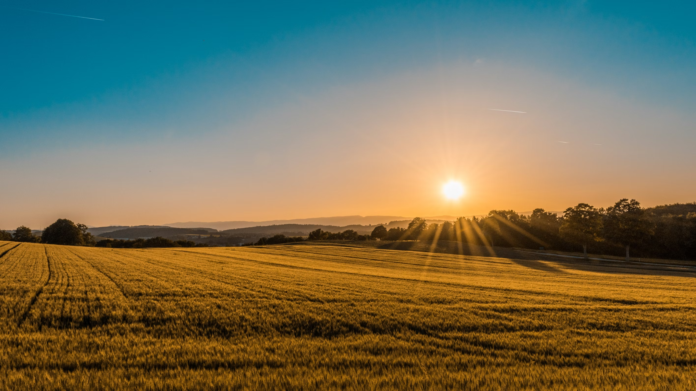 Golden Wheat Field